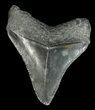 Serrated, Juvenile Megalodon Tooth - Georgia #43040-1
